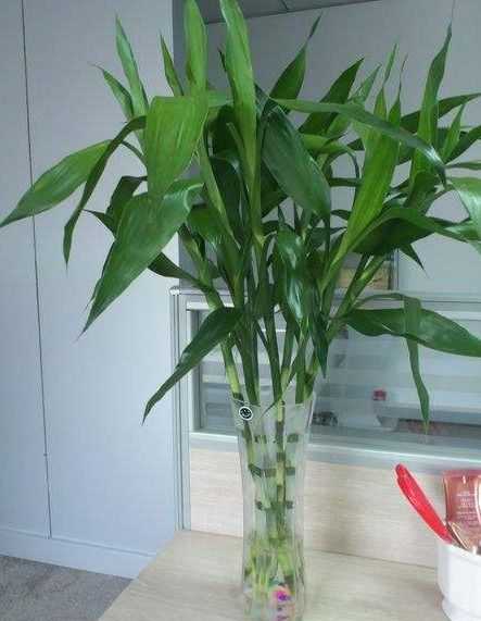 水培富贵竹，这样养护才能更茂盛