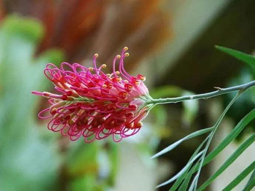 红花种植指南中，留种子时如何避免病虫害