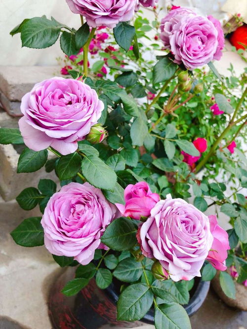 立秋后的月季养护，这些细节你注意了吗？