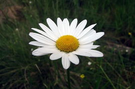 植物世界的五彩斑斓