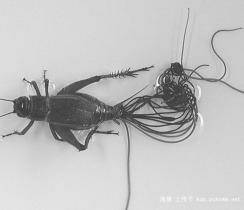 铁线虫的形态和习性