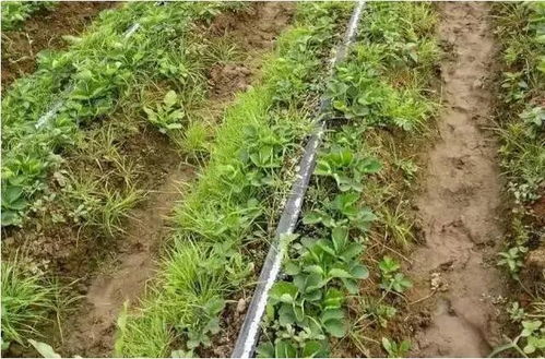 土壤湿度小，除草剂效果受影响吗？