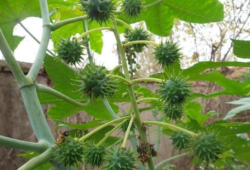 小心陷阱：别被低价种子迷惑了