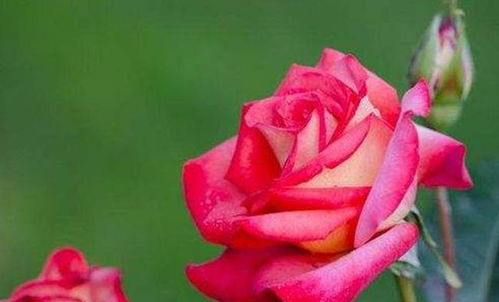 修剪， 这可是门技术活儿