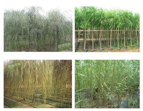 垂柳价格揭秘：9公分与5公分之间的大PK！