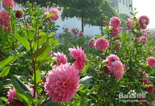 大丽花茎秆脱叶的烦恼，怎么办呢？