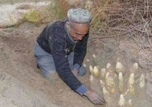 肉苁蓉危害极大？专家揭秘真相