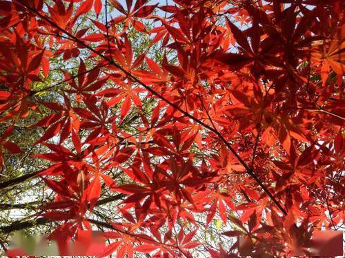 病虫害防治：保持树木健康