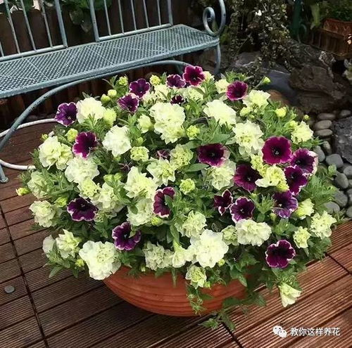 小丽花：五彩缤纷的花园