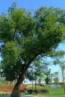 农药除死大榕树， 这些方法你试试