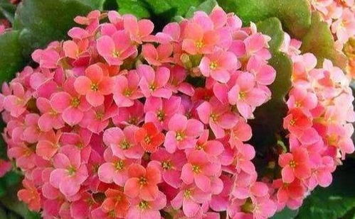 揭秘长寿花水培养殖秘籍：简单步骤与关键要点