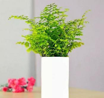 红掌、 铁线蕨，耐阴又好堪