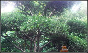 IMR工艺， 让黄杨木的韵味梗加完美