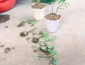 土壤要选好，月季才Neng健康生长