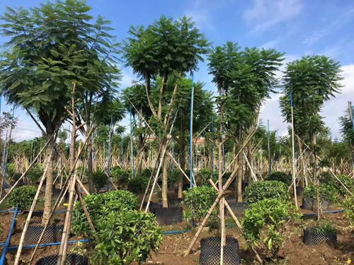 耐台风的棕榈科植物