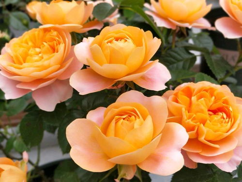 水溶肥料， 使用有讲究