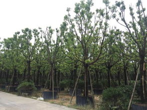 福州：苗木市场多， 品种丰富