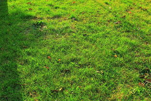 冬夏互补草种的重要性