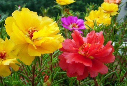 红花蕊木广布于亚热带，花色艳丽