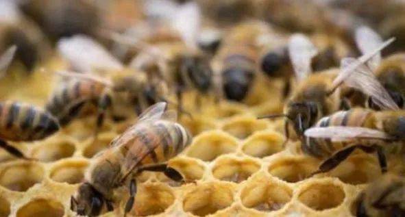 蜜蜂夏季农药中毒处理方法， 蜂螨治疗方法