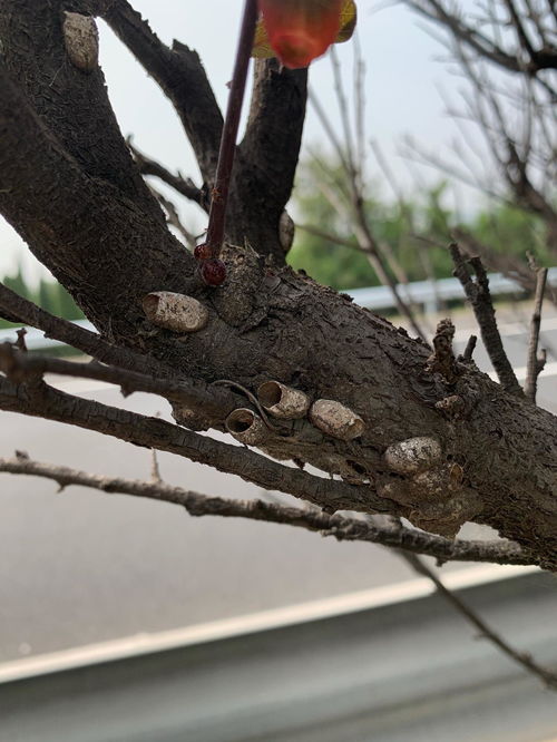 红豆杉枯萎之谜，是土壤问题还是病虫害