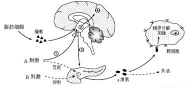 吲哚乙酸对人体有啥好处呢？