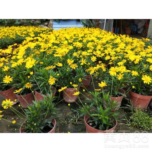 绣线菊， 缤纷的色彩，无尽的生机