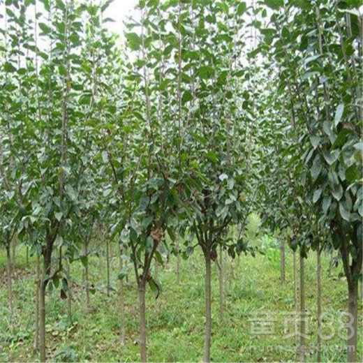 杏树种子育苗种植技术有哪些关键步骤和注意事项