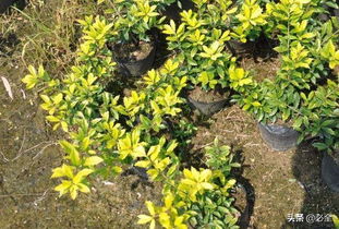 根系状态：别被假土球骗了