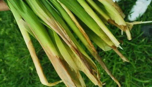 玉米开花期：阿维菌素的“双刃剑”