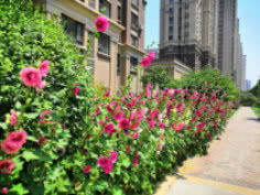 小区背阴处种植耐阴草皮的小技巧