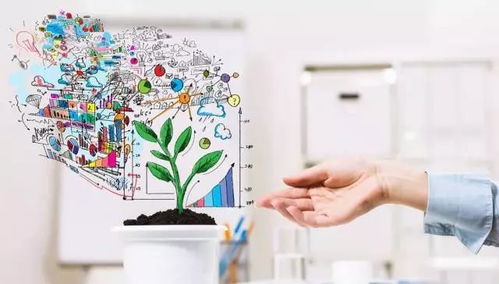 三、橡皮树苗的日常养护