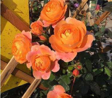 花期超长， 美丽如初