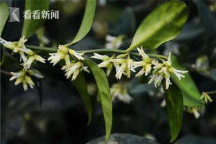 如何进行春化处理促进铁筷子开花？