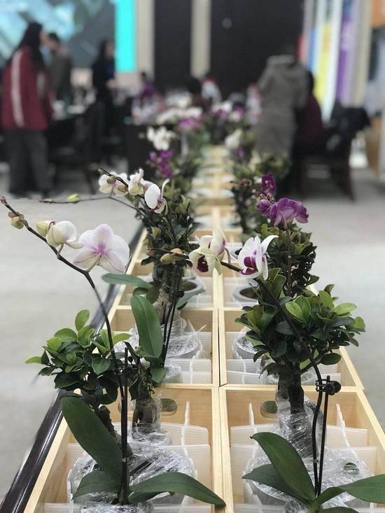 花卉盆景批发区：花艺爱好者的天堂