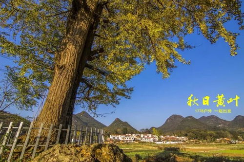 银杏树直径30厘米，市场价多少