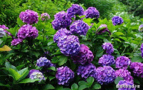 “秋季种植绣球，秋季花开指南！”