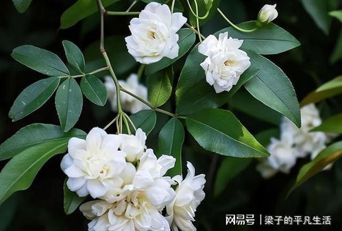 爆苞彩蛋， 啤酒香蕉皮大显身手