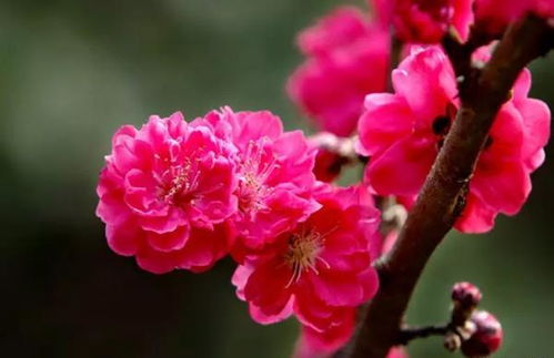 大红梅花树的价格之谜