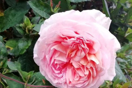 月季虫害大作战：不用花钱的简单小方法