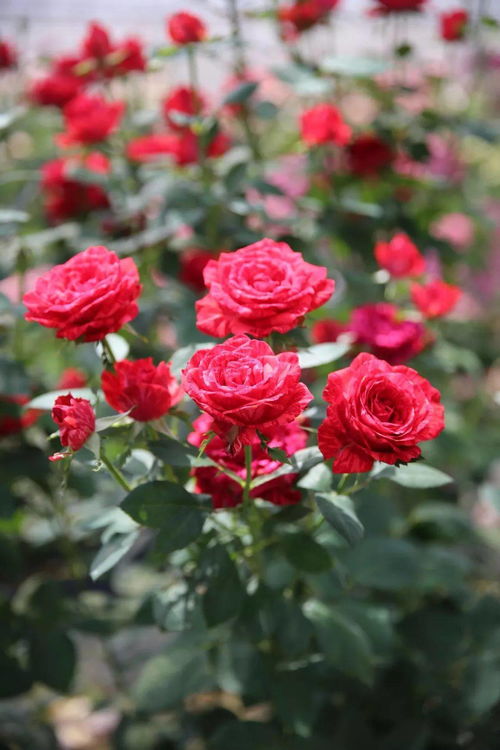 红柯斯特月季：它绽放的花期与适种气候之谜