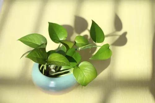 “绿植叶子变黄，养护需注意