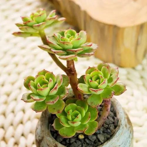 如何判断多肉植物是否缺水？