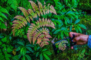恐龙时代有哪些植物？远古植物世界是怎样的