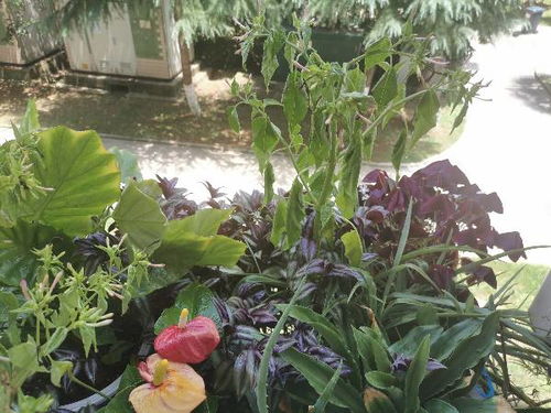 植物叶子长偏了如何矫正才能恢复原状