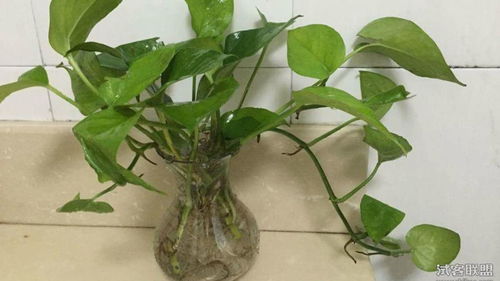 水培植物有哪些品种适合在家种植？