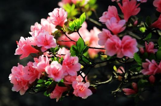 茉莉花：满屋香气四溢