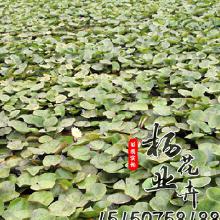 水生植物的经济价值