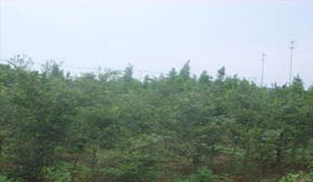 江苏榉树小苗的种植季节大揭秘