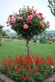 树状月季：行道树间的秘密距离